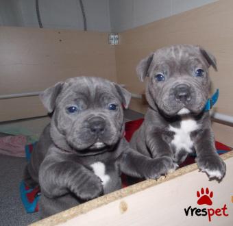 Ράτσα: Μπουλ τεριέ - Bull terrier | Ηλικία: 2,5 μηνών | Φύλο: Αρσενικό | Αρ. Microchip: 902267129045902 | Ιδιώτης | Εκπαιδευμένο | Pedigree | Περιοχή: Αθήνα, Αττική